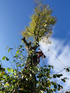 Rigging - Lime Tree Removal - Withington