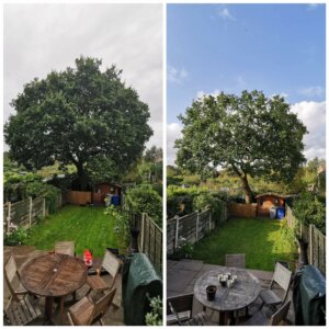 reduction of a beautiful oak tree in Bowdon