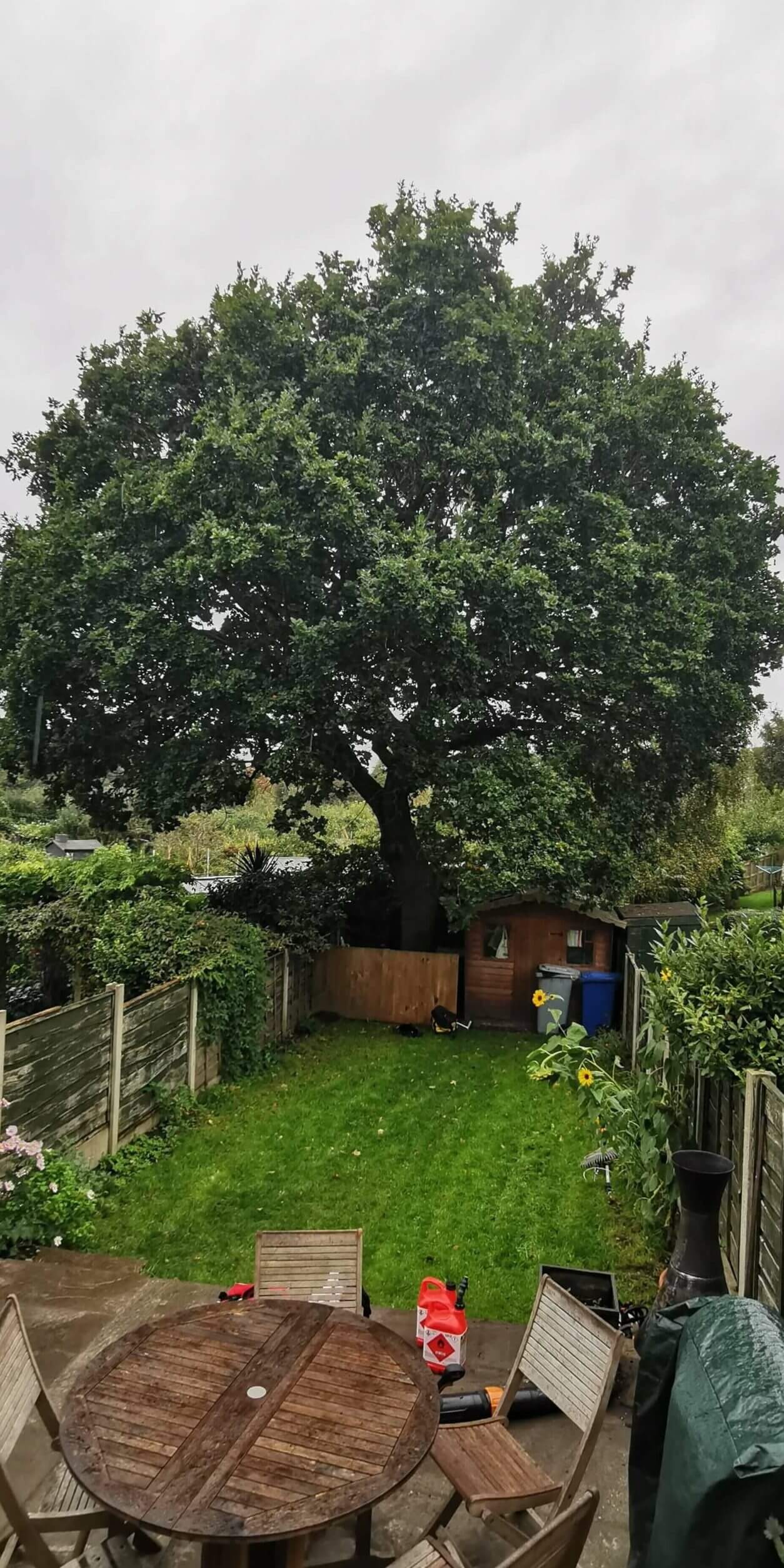 Bowdon Oak tree - Before shot