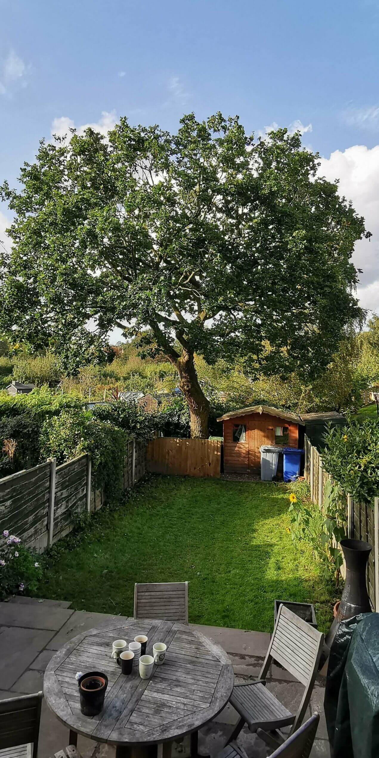 Bowdon Oak tree - After shot