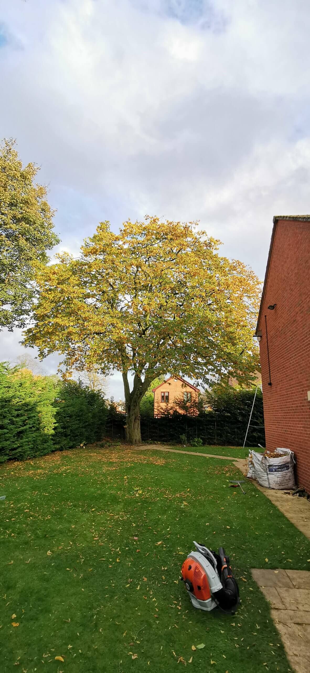 After shot of a reduction of a mature hornmbeam in Wythenshawe