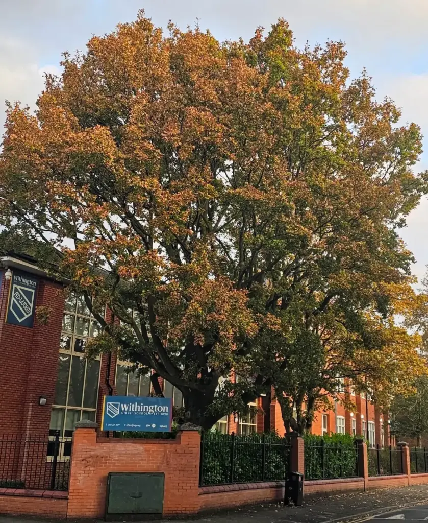 Oak Reduction Before Shot