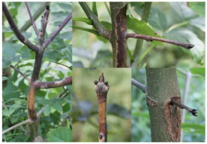 How to spot Ash Dieback symptoms
