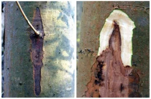 Ash Dieback lesions up close