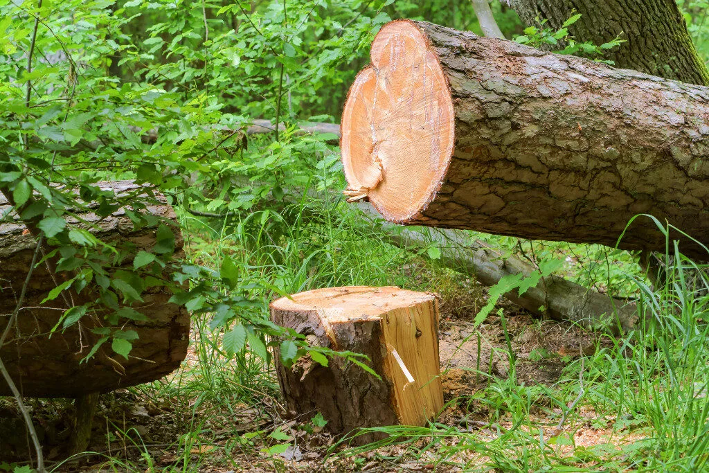 How to fell a tree in the UK