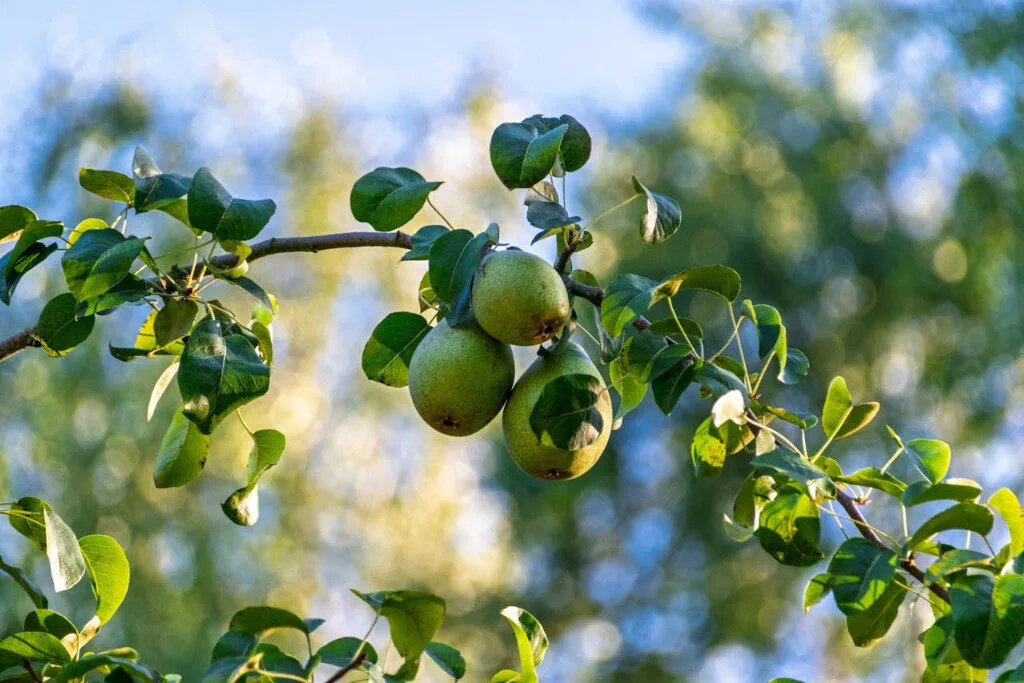 how to prune a pear tree