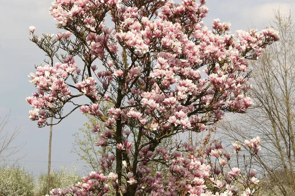 Magnolia Tree pruning tips