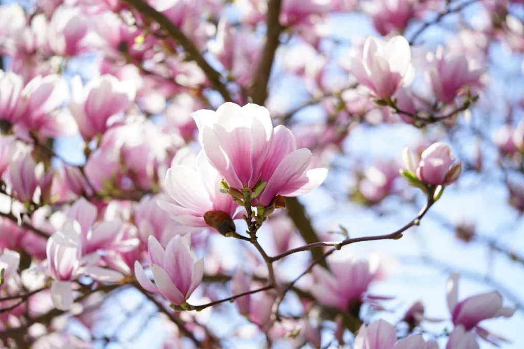 Magnolia blooms