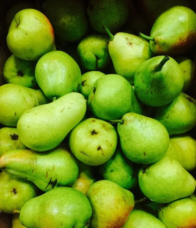 Harvesting pears