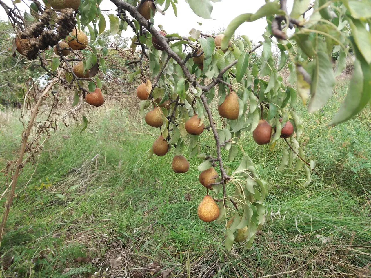 When and how to prune pear trees