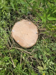 Ash tree stump treated with eco plugs