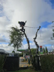 Removing the crown of a dual stem birch