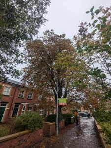 Before shot of a Horse Chestnut Reduction - Rear side
