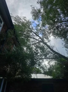 Large Willow tree stem resting on the roof of a residential property following storm damage.