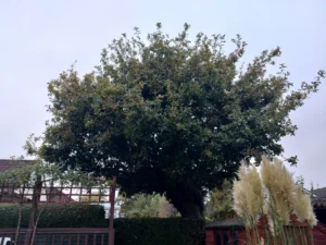 Leaning Oak tree with dense canopy overhanging patios, sheds, and garden trellis in a residential setting.