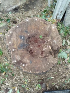 Stump of a felled Oak tree treated with ecoplugs, showing extensive internal heart rot and decay.