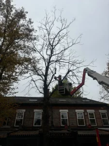 Tree surgeon in a MEWP dismantling a dead Lime tree section by section in a public area.