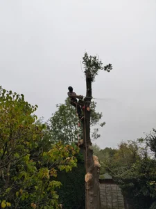 Tree surgeon climbing and sectionally dismantling an Ash tree using rope and harness.