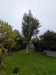 Ash tree with poor form and heavy regrowth from previous pollarding, awaiting removal.