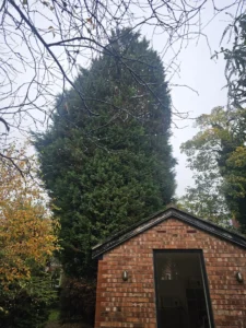Large conifer tree overhanging a timber garden office in a residential garden.