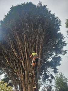 Tree surgeon climbing and removing limbs from a dense conifer using rope access and a chainsaw.