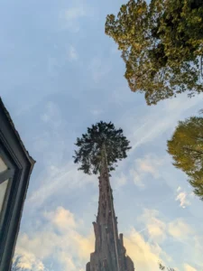 Top section of a large conifer’s crown and main stem remaining during sectional dismantling.