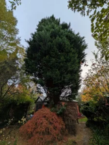Large conifer tree surrounded by garden vegetation before removal in a residential garden.