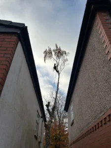 Tree surgeon silhouetted against the sky, preparing to remove the final section of a Birch tree crown.