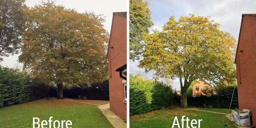 Recent work - Before and after shot of a Hornbeam reduction in Wythenshawe